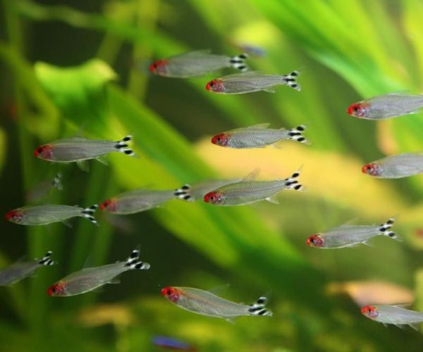 неон красный, неон голубой и другие рыбки