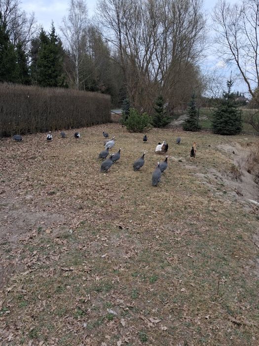 Perliczki 2025 koguty i kury