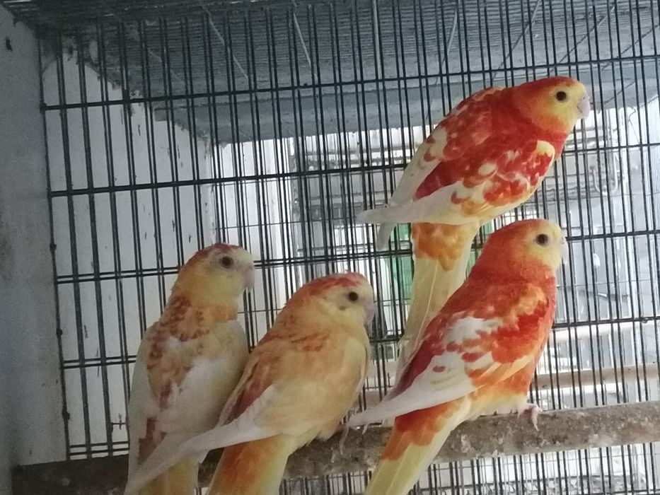 Red rumps rubinos laranja