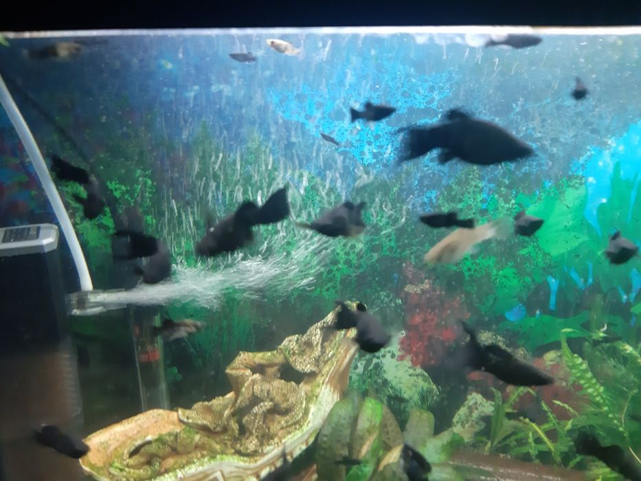 Молінезії (молодь)