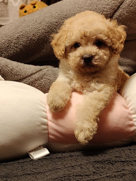 Suczka pudel miniaturowy