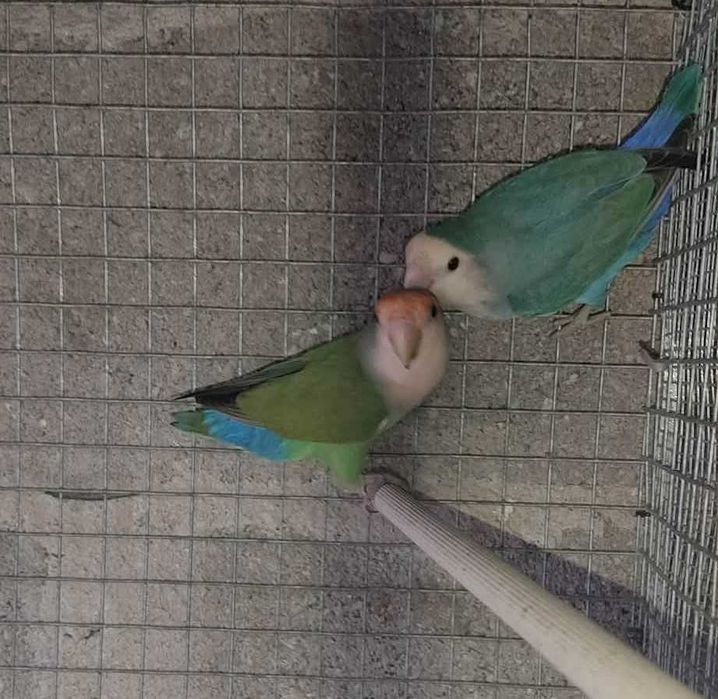 Casal Agapórnis rosicollis verdes