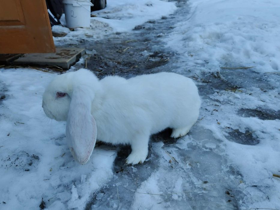 Barany francuskie samice