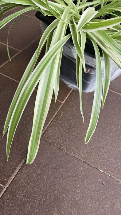 Piękna Zielistka Sternberga trawa odmiana biało zielona 3 odnóżki