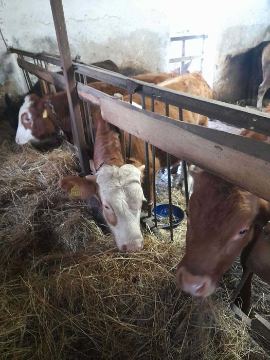 Sprzedam byczki i jałóweczki