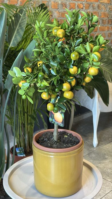 Цитрусові дерева Кумкват, Лимонне дерево, лаймкват, каламондин
