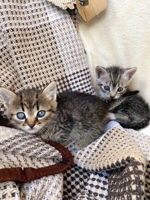 Віддам кошенят в добрі руки