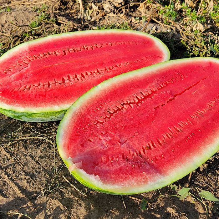 Насіння Кавуна ЮММІ F1 1000шт JUMMI F1  ЮММИ F1 Семена  Арбуза