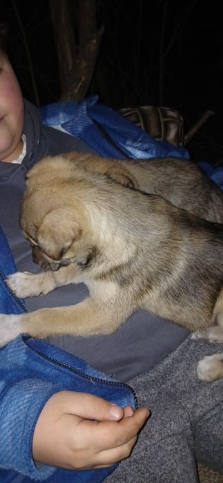 Одадим щенят 2 девочки