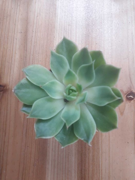 Echeveria Mandala " Rainha das Suculentas"