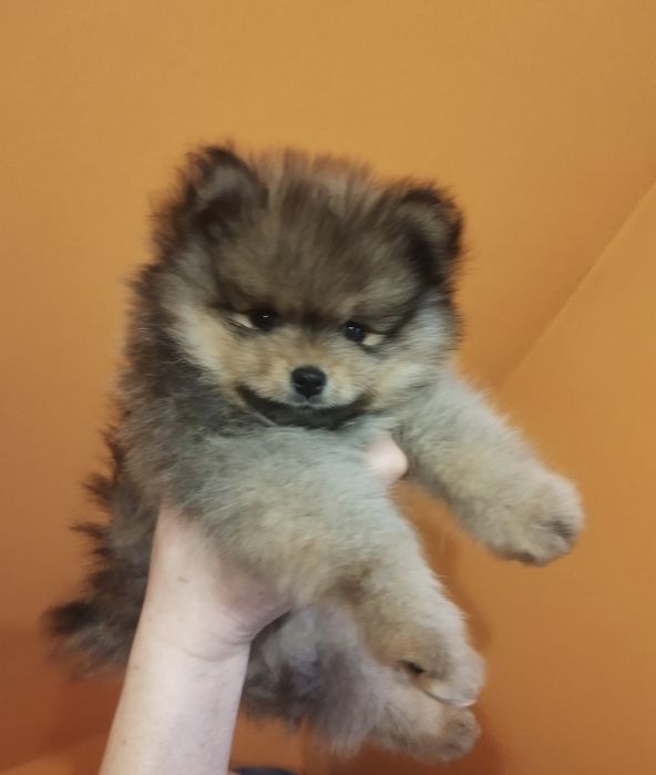 Zkwp szpic miniaturowy pomeranian