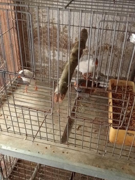 Vendo casais de mandarins