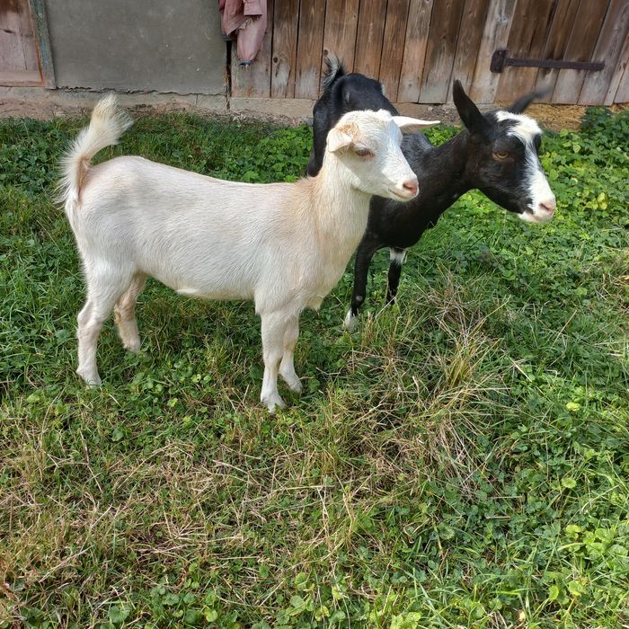 Продається коза молочна