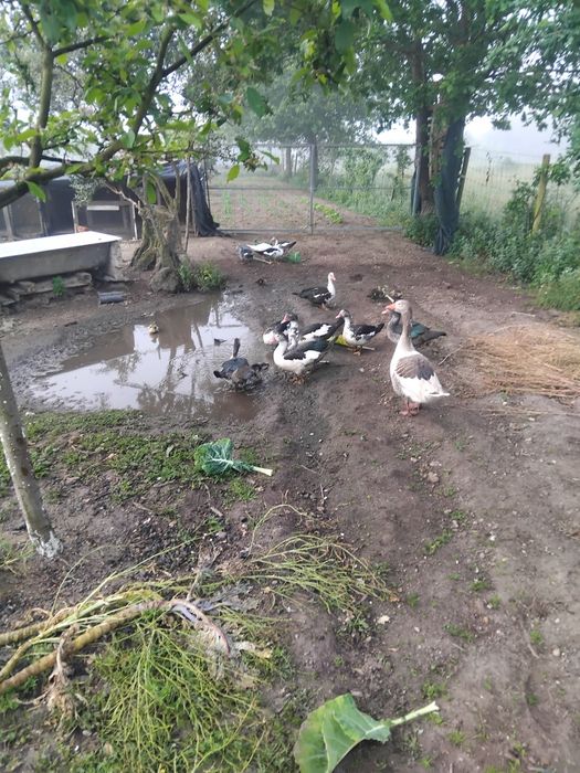 Patos adultos e bebés,
