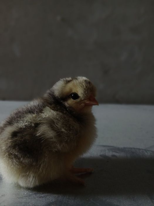 Продам домашні курчатка