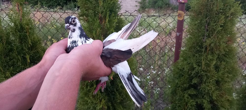 Murzyny samce samice mlode