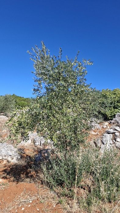 Terreno Rural, para venda nos Casais da Moreta. Monsanto ACN Santarém.
