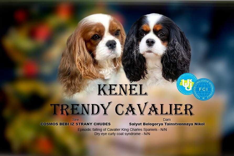 Елітні цуценята Кавалер Кінг Чарльз Спанієля