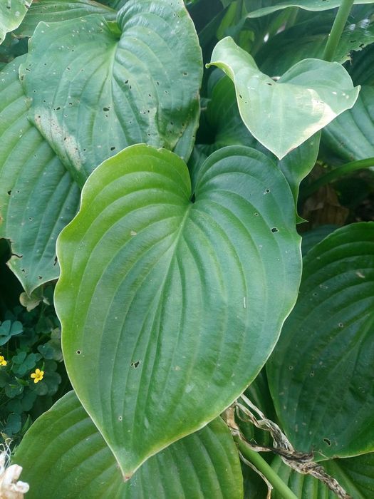 хоста кущі маленькі великі