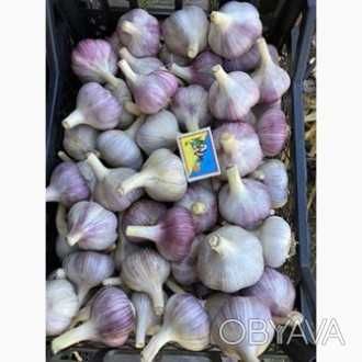 Так, часник сорту Любаша, вирощений у домашніх умовах, калібрований