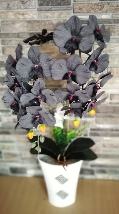 Piękny storczyk dwu pędowy czarny