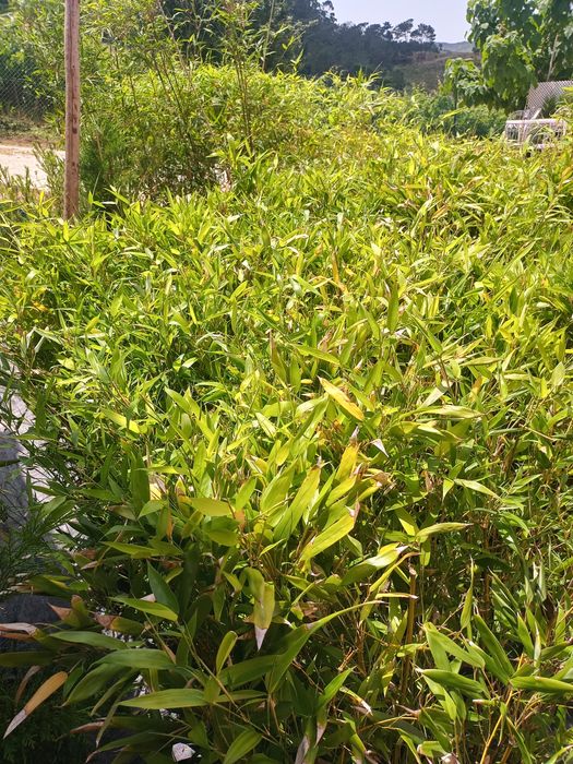 Bambus em vaso de 2 LT... Lindíssimos