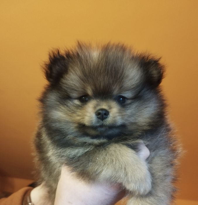 Zkwp szpic miniaturowy pomeranian