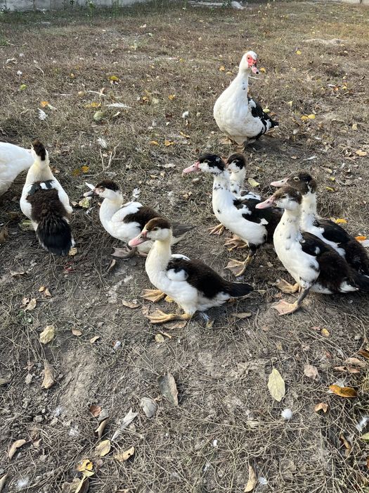 Мускусна качка,індокачка,шипуни,каченята та сімʼя