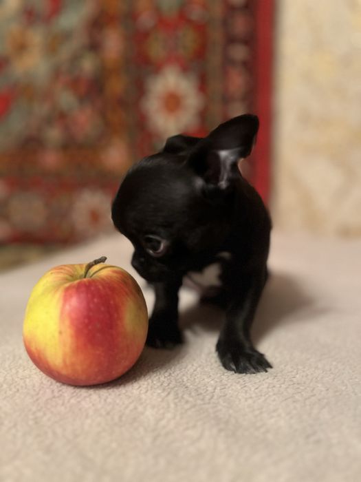 Маленьке щастя в дім