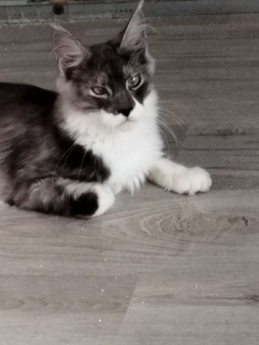 Kocurek  Maine Coon 4,5miesięczna