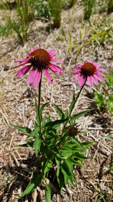Jeżówki, żurawki,  stipy, hakonechloa, werbeny, bukszpany, trzmieliny
