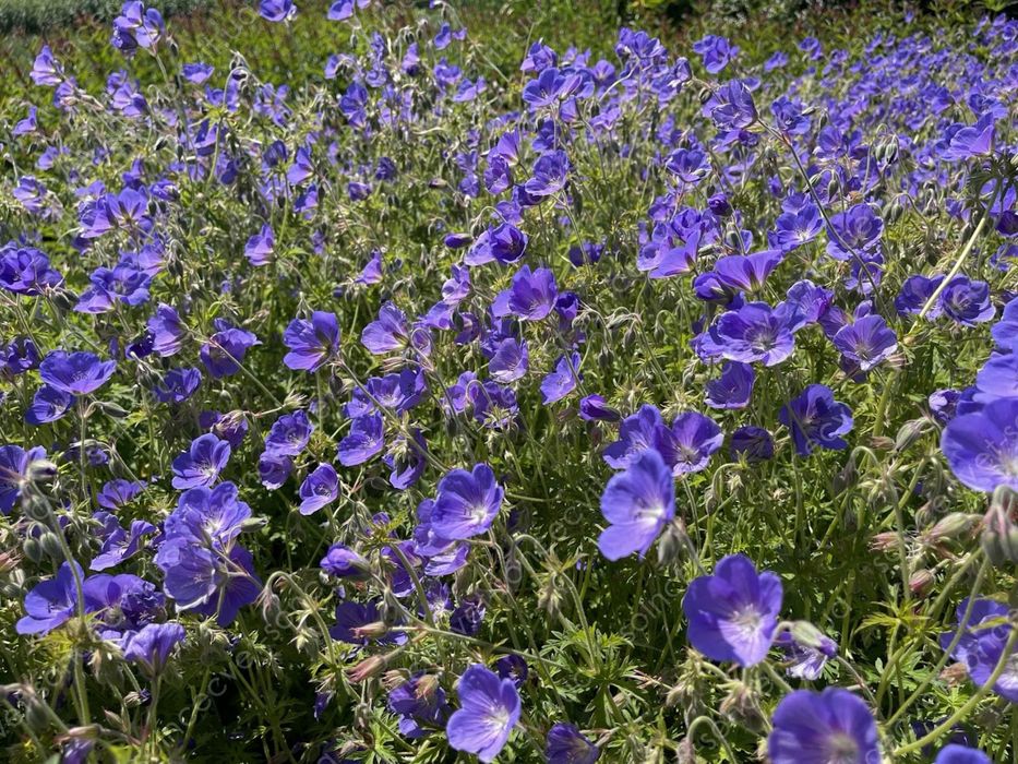 Журавець Buxton’s Blue (герань)