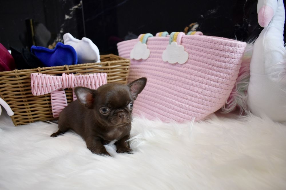 !!ZAREZERWOWANA!!Chihuahua XXS czekoladowa sunia