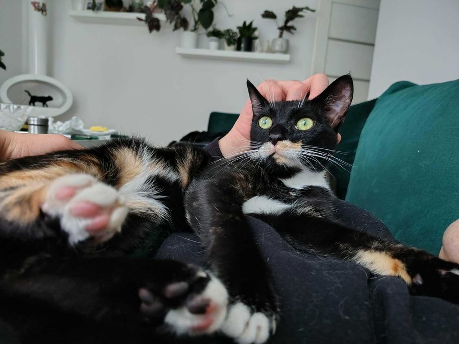Kotek do adopcji