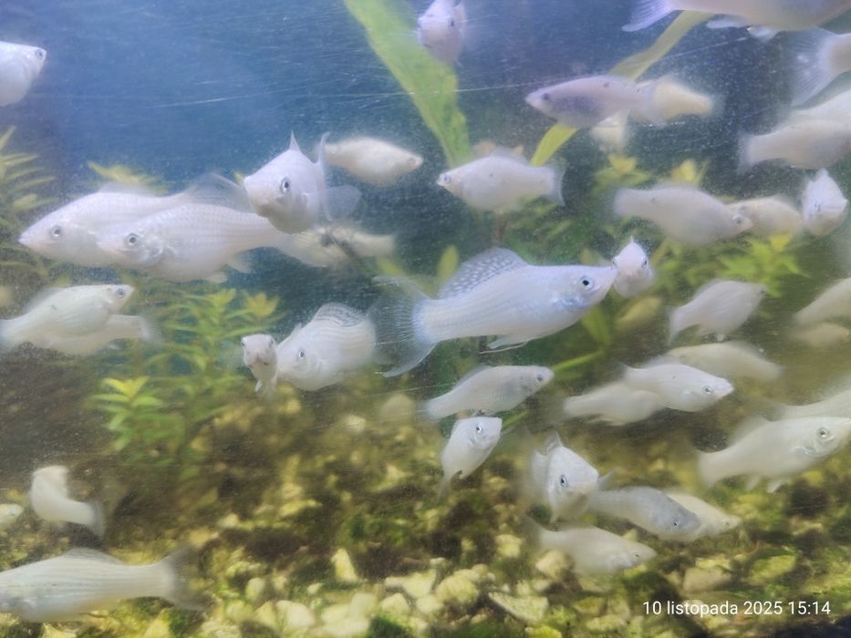 Młode białe molinezje