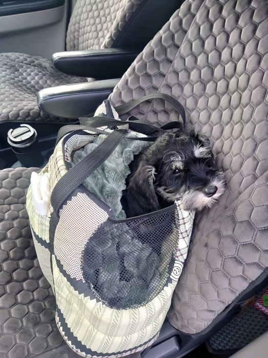 Доставка тварин, Перевезення тварин. Харків. Переїзд. Трансфер