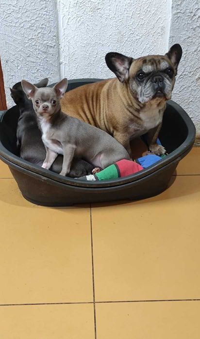 Лиловая девочка чихуахуа. КСУ.