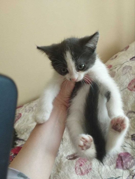 віддам котиків кошенят