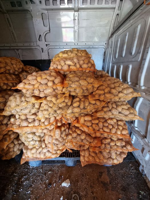 Ziemniaki odmiana gala