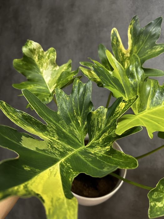 Філодендрон Selloum variegated