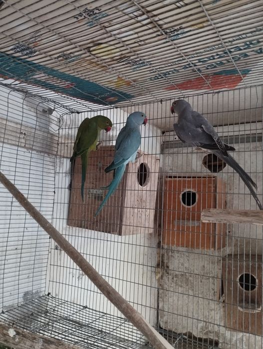 Rings necks para trocar