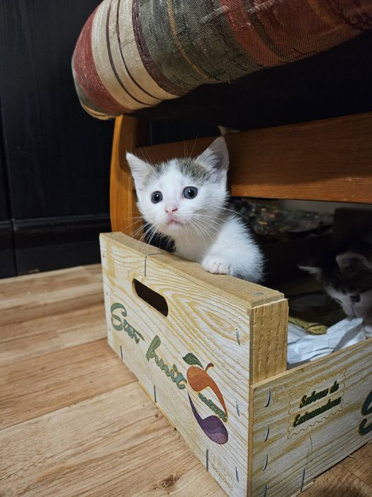 Małe kotki do oddania