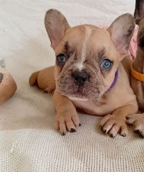 Bebe muito lindo olho azul