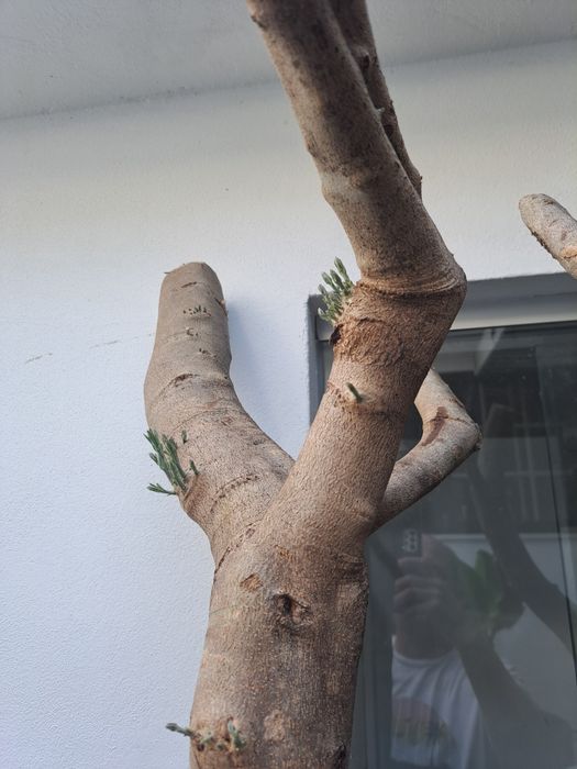 Oliveira grande com 2 metros podada a rebentar da azeitonas planta Árvore de grande porte para patio, jardim, terraço ou vaso decoração quintal