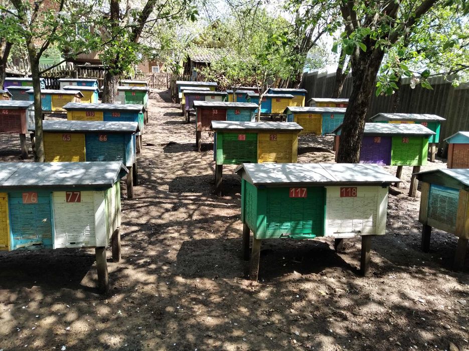 Бджолопакети 150 штук