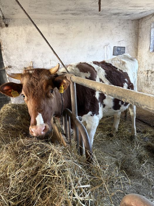 Jałówka wysokocielna HF