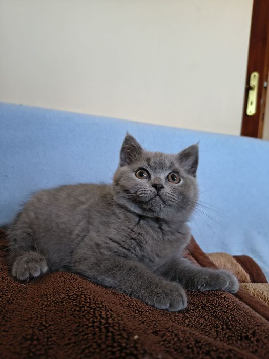 Kocur brytyjski krótkowłosy Dasti