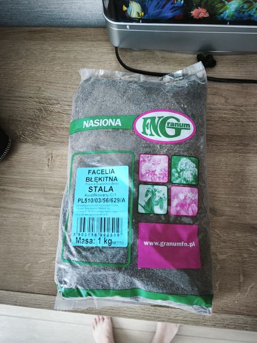 Facelia błękitna
