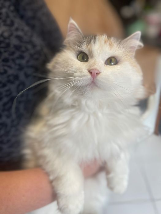 Котята  котики  отдам красивая кошка