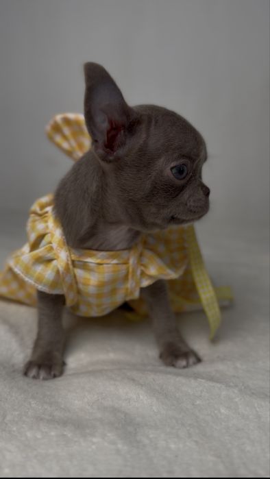 Liliowa suczka chihuahua mini
